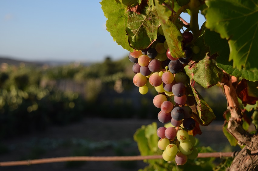 AA-RUTA-VINO-AGS-closeup-of-grapes-on-tree-in-vineyard-under-the-sunlight-in-malta.jpg